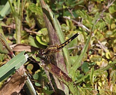 [Side view of a yellow and black bodied dragonfly with clear wings perched on a bent blade of grass on the ground.]